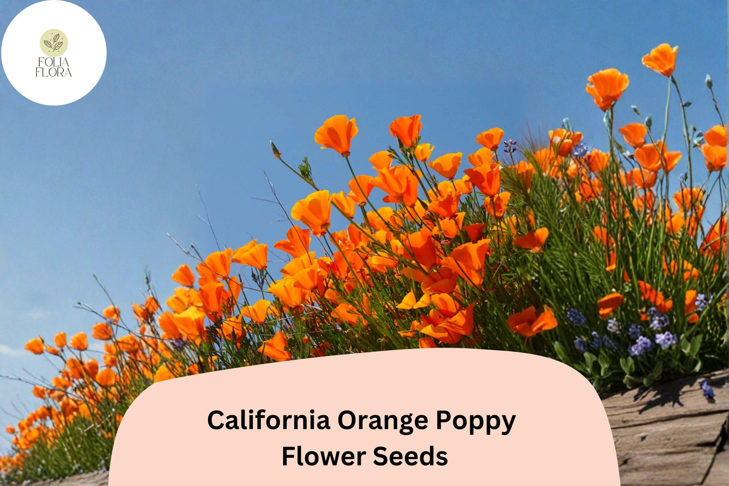 200+ California Orange Poppy Seeds for Garden Planting - Vibrant Wildflowers