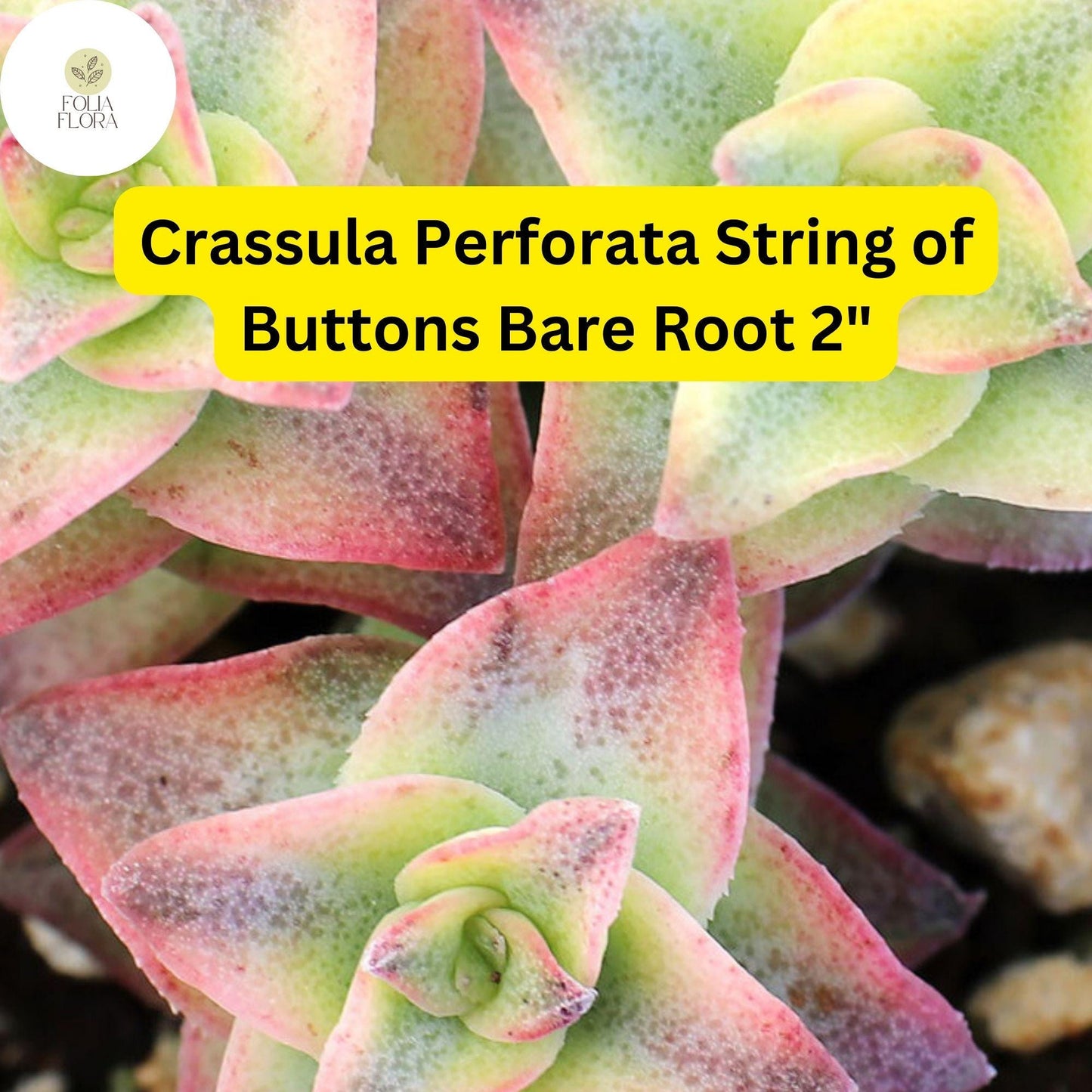 Crassula Perforata ‘String of Buttons’ | 2 Live 2” Bare Root Plants | Stacked Leaves, Easy-Care Succulent, Unique Trailing Plant