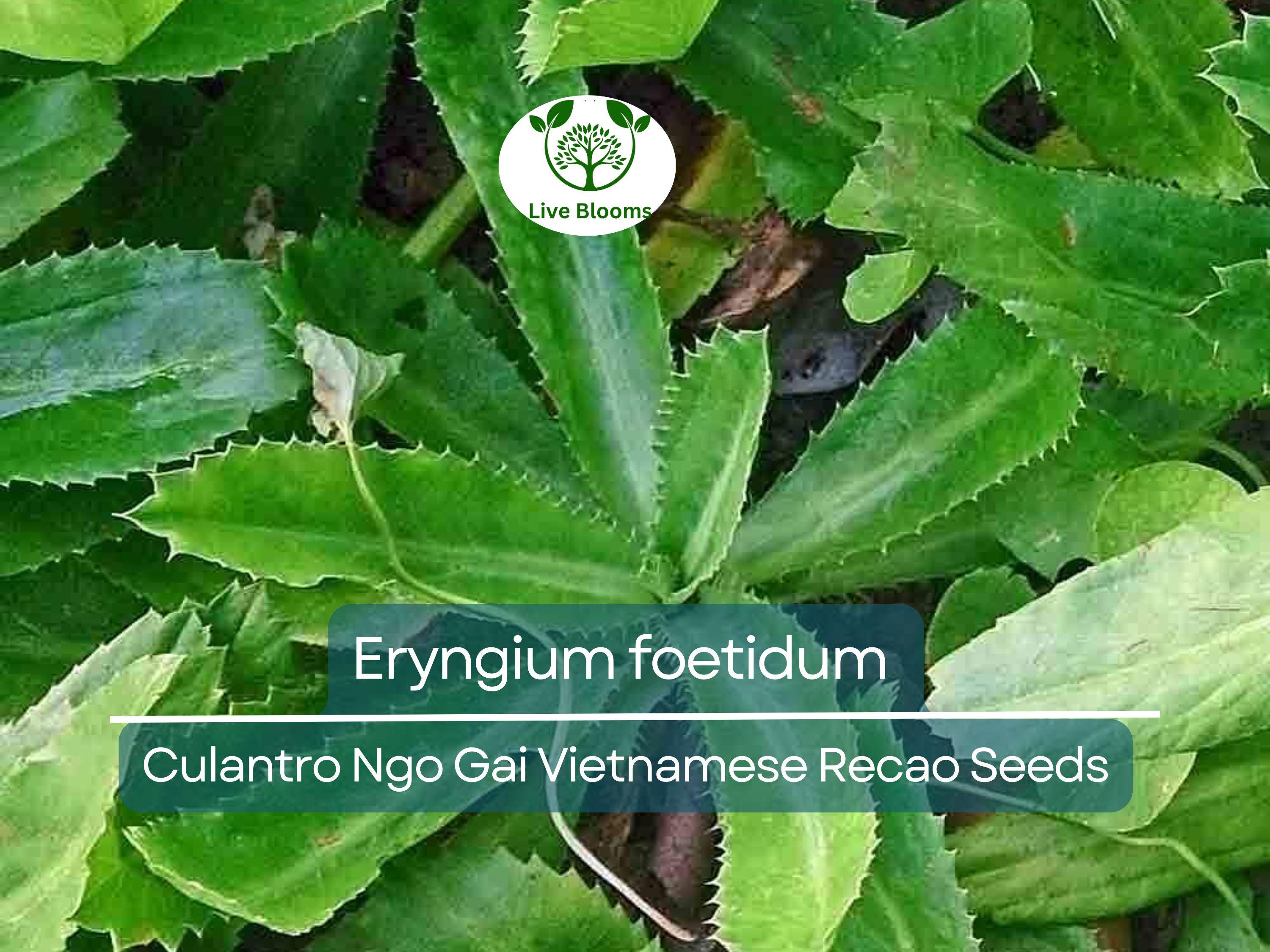 100 Seeds Culantro Ngo Gai - Eryngium foetidum | Vietnamese Recao for Planting | Heirloom Herb for Culinary Use & Garden