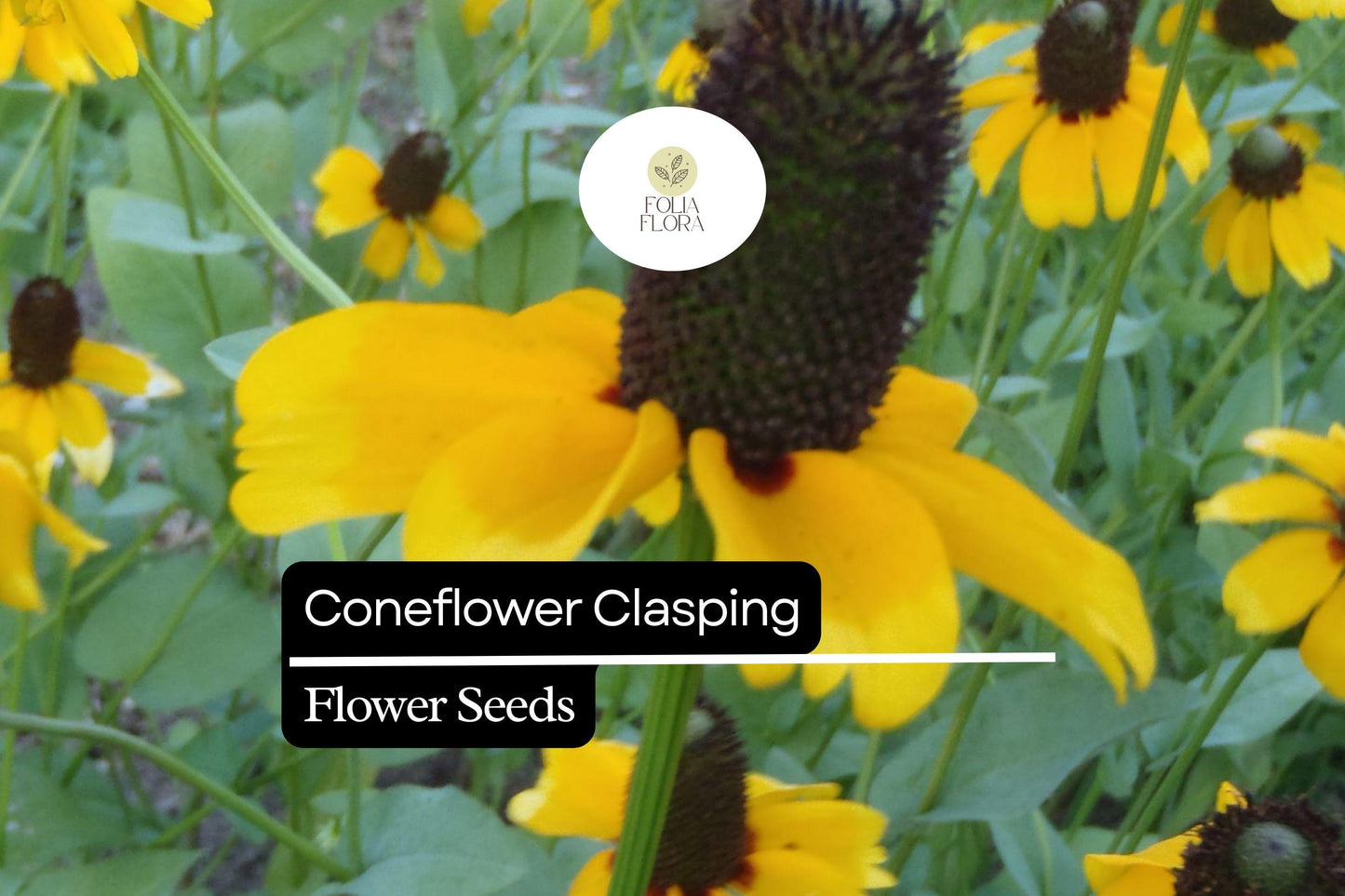 100mg Clasping Coneflower Seeds (Dracopis amplexicaulis) - Vibrant Native Wildflower for Pollinators