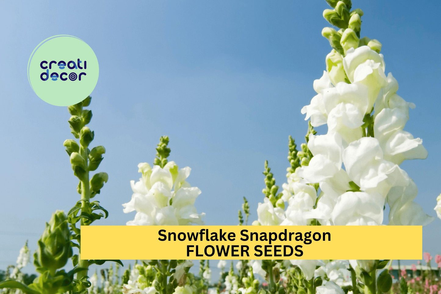 1000+ Snowflake Snapdragon Seeds – Elegant White Blooms for Garden Planting, Tall Spikes for Borders, Bouquets & Pollinator Gardens – USA