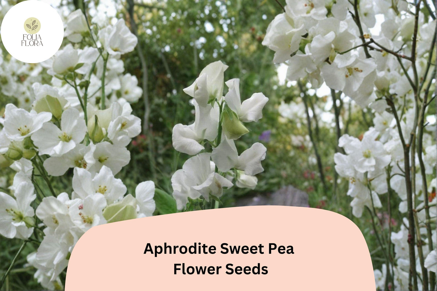 Aphrodite Sweet Pea Seeds – White Climbing Flower, 50+ Seeds