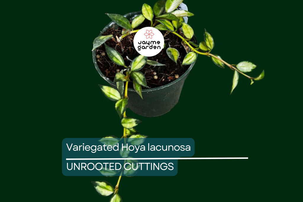 Variegated Hoya Lacunosa Cutting (Unrooted) - Exact Plant, Houseplant