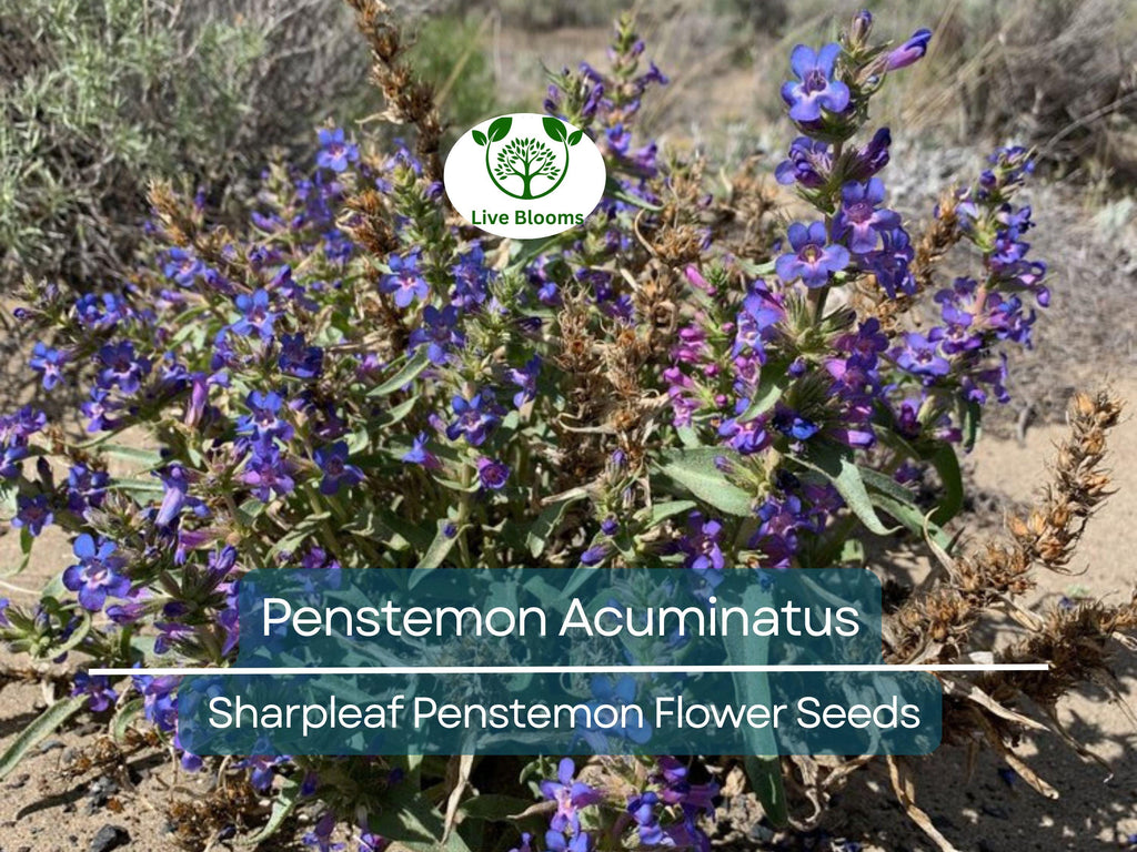 100 mg Seeds Penstemon Acuminatus (Sharpleaf Penstemon) for Planting | Native Perennial Wildflower for Pollinator Gardens & Landscaping