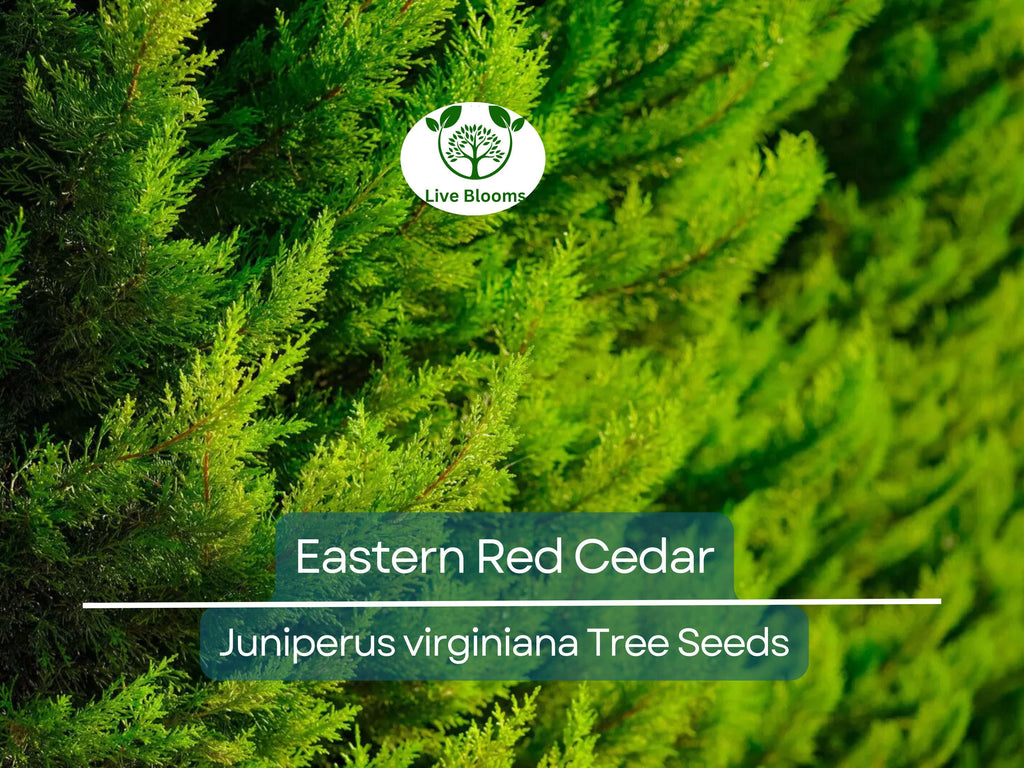50 Eastern Red Cedar Hedge Shrub Tree Seeds (Juniperus virginiana), Evergreen, Privacy Screen, Hardy Shrub, for Landscaping & Garden Fencing