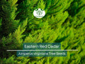 50 Eastern Red Cedar Hedge Shrub Tree Seeds (Juniperus virginiana), Evergreen, Privacy Screen, Hardy Shrub, for Landscaping & Garden Fencing