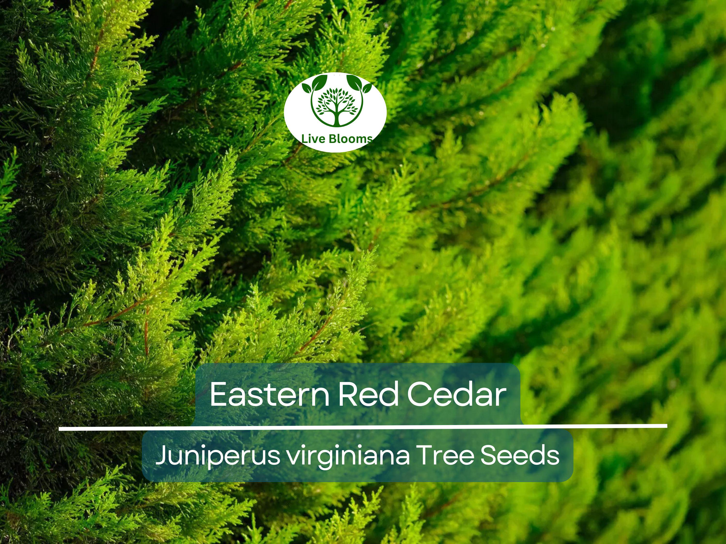 50 Eastern Red Cedar Hedge Shrub Tree Seeds (Juniperus virginiana), Evergreen, Privacy Screen, Hardy Shrub, for Landscaping & Garden Fencing