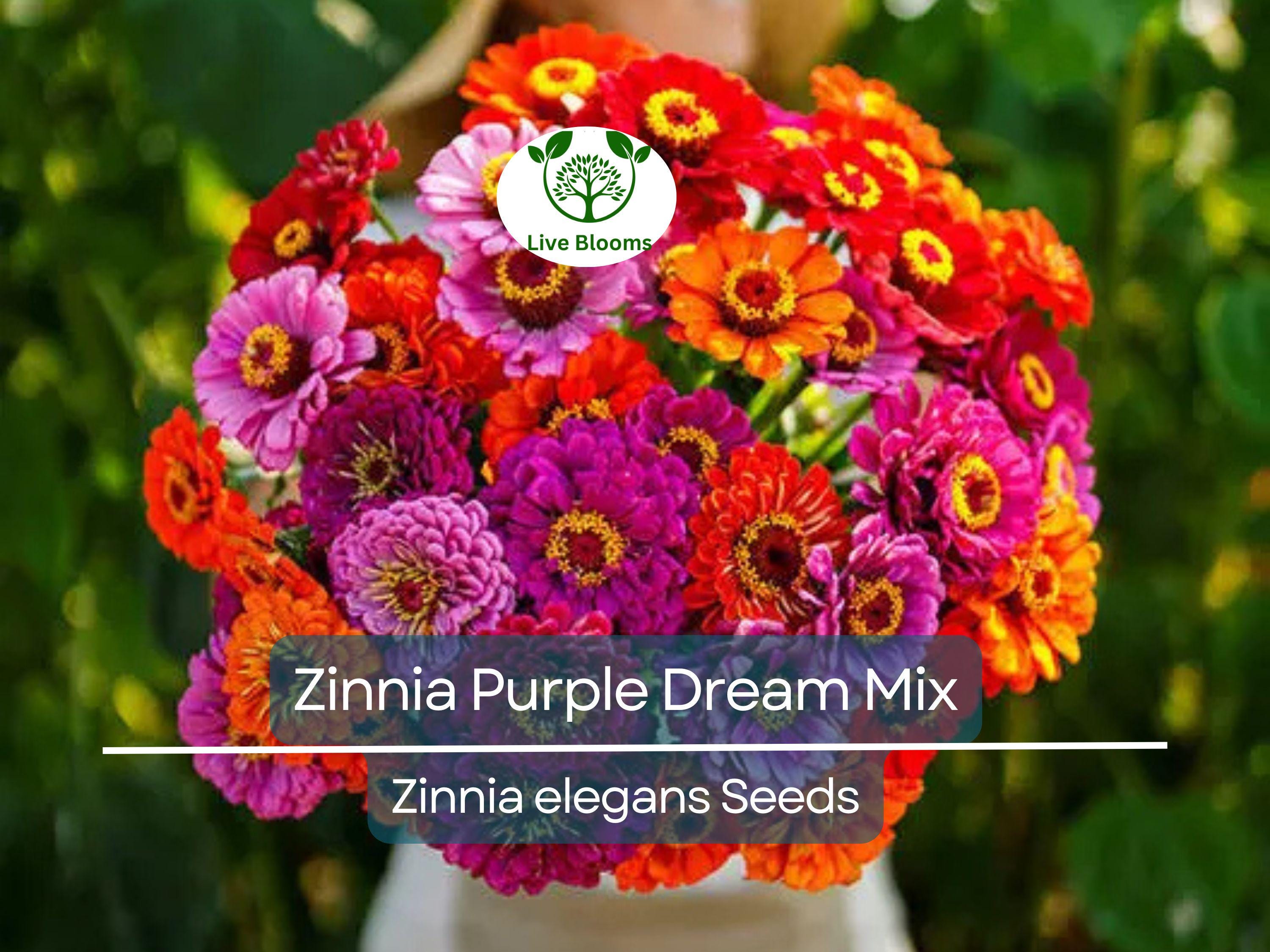 100 Seeds Zinnia Purple Dream Mix – Red Double Blooms, Attracts Butterflies & Hummingbirds, Non-GMO, Easy to Grow, Vibrant Garden Flowers