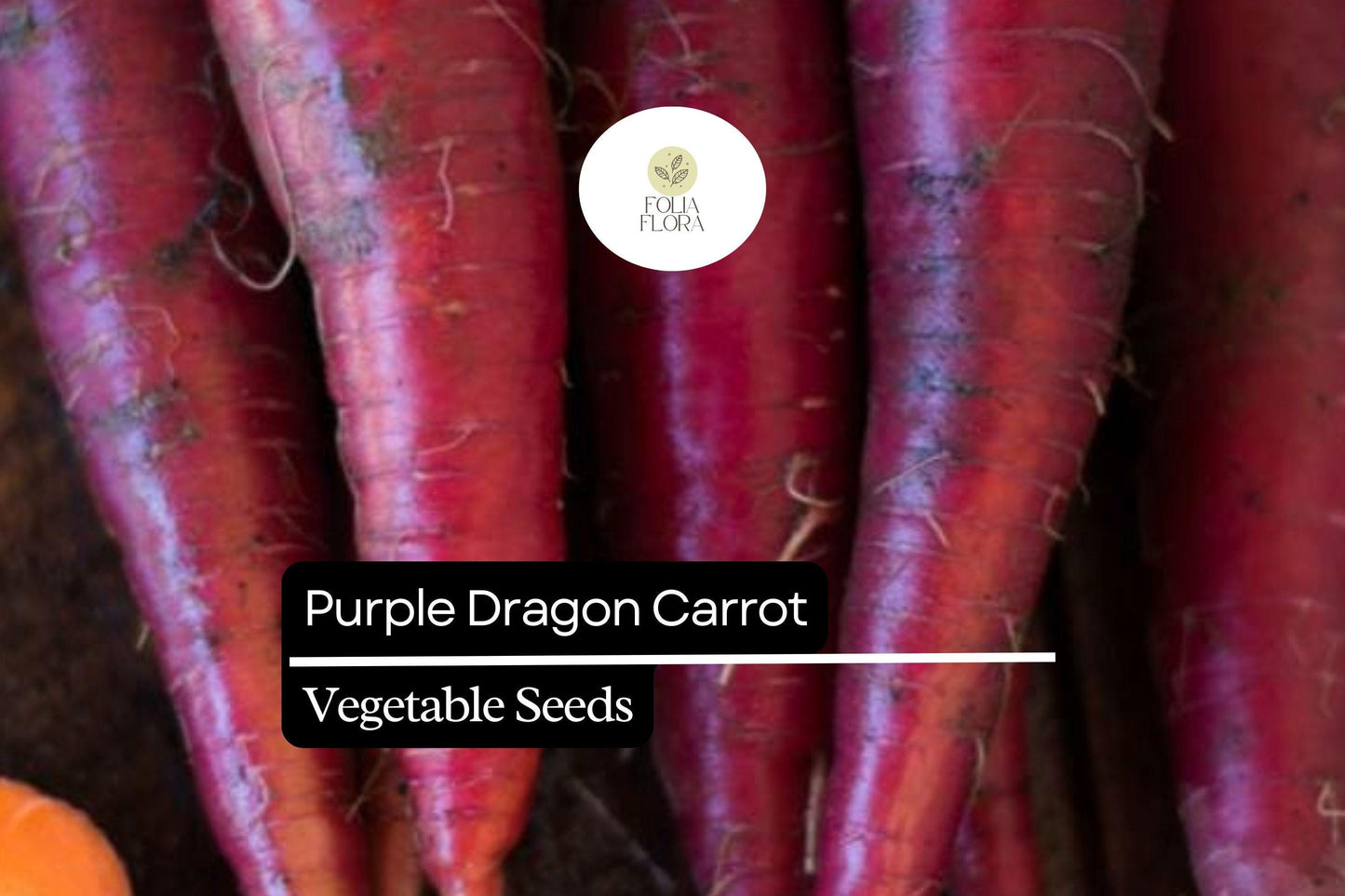 200 Seeds Purple Dragon Carrot, Daucus Carota, Vibrant Purple Heirloom Carrot