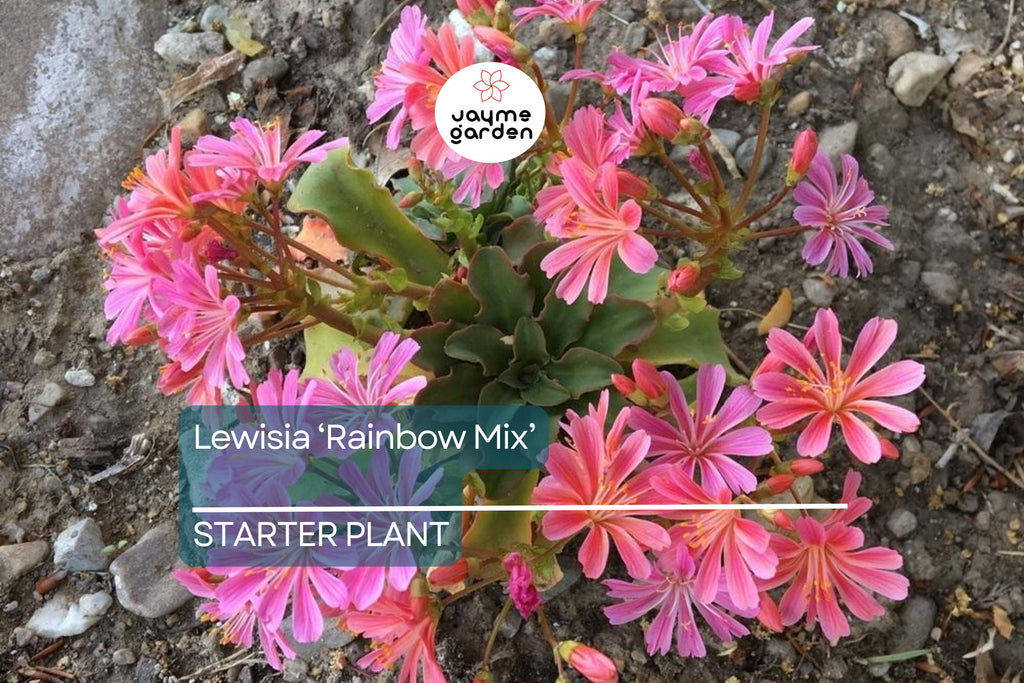 Lewisia 'Rainbow Mix' | Hardy Succulent Starter Plant | Drought-Tolerant Perennial for Rock Gardens & Pots | Free Shipping