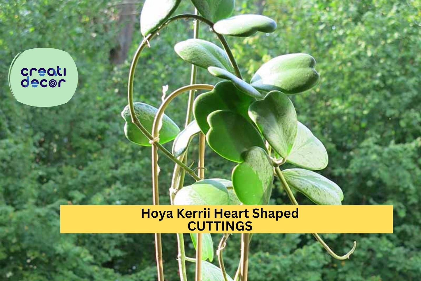 Hoya Kerrii Cutting | Heart-Shaped Valentine Vine | 2 Leaves 1 Node | Sweetheart Plant Starter | Rare Indoor Gift Idea
