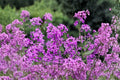 Dames Rocket – Hesperis matronalis 100 Seeds | Fragrant Wildflower | Open-Pollinated