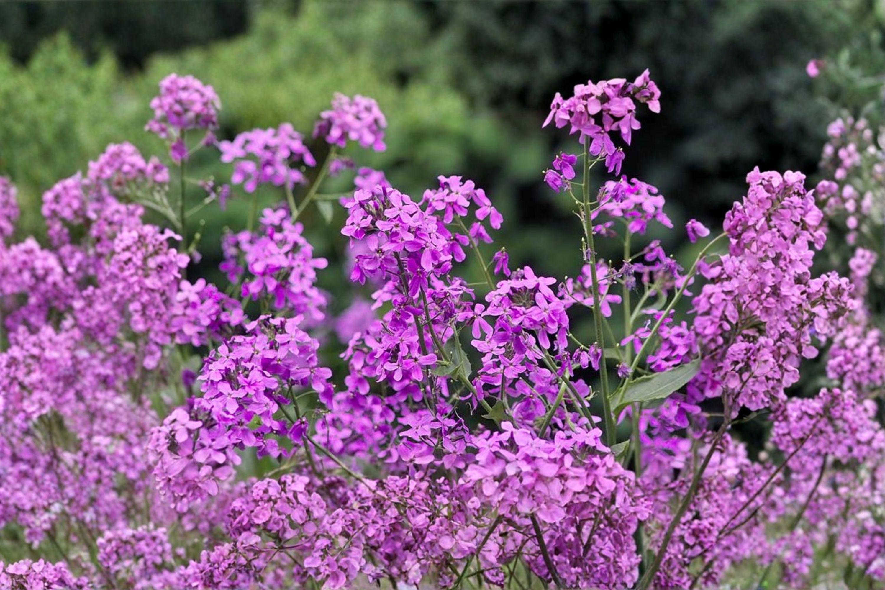 Dames Rocket – Hesperis matronalis 100 Seeds | Fragrant Wildflower | Open-Pollinated