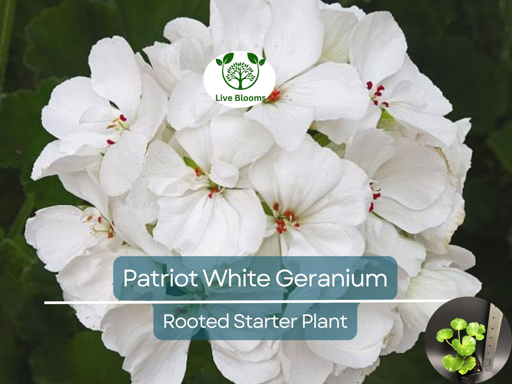 1 Well Rooted Geranium ‘Patriot White’ Live Plant Bright Crystal White Zonal Geranium (Pelargonium) Hardy Flowering Plant for Garden & Pots
