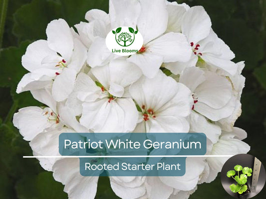 1 Well Rooted Geranium ‘Patriot White’ Live Plant Bright Crystal White Zonal Geranium (Pelargonium) Hardy Flowering Plant for Garden & Pots