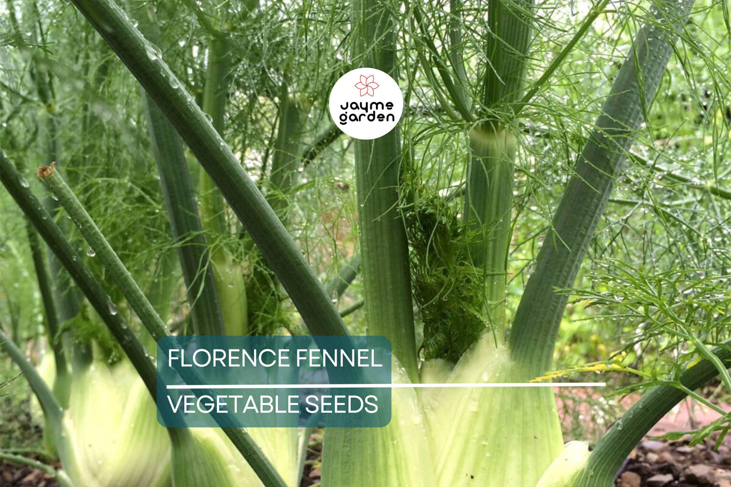 400 Florence Fennel Seeds – Non-GMO, Heirloom Herb & Vegetable | USA Seller, Free Shipping