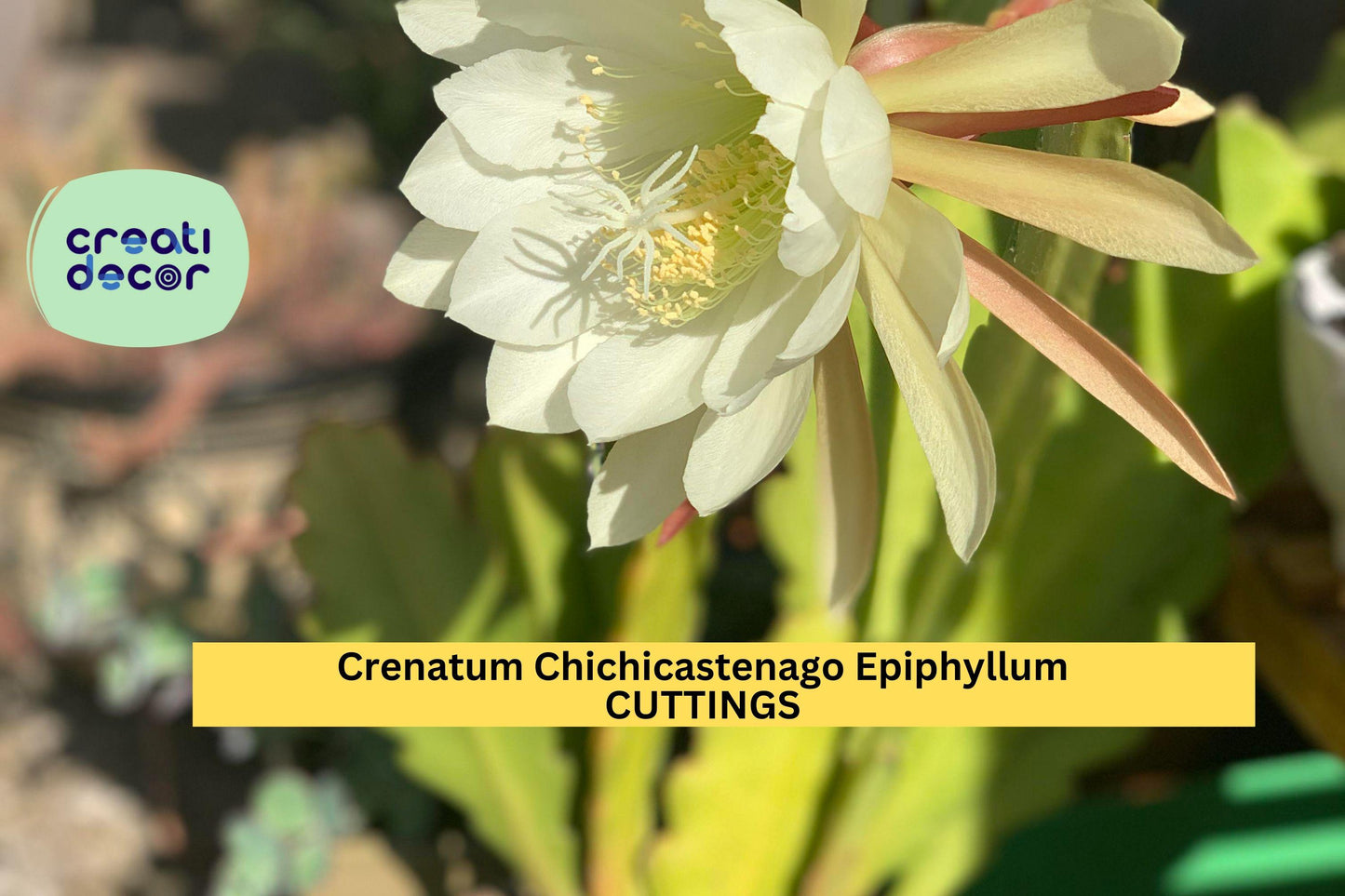 3 Epiphyllum ‘Crenatum Chichicastenango’ Cuttings – Orchid Cactus Stems | Exotic Night-Blooming Plant for Pots or Hanging Baskets