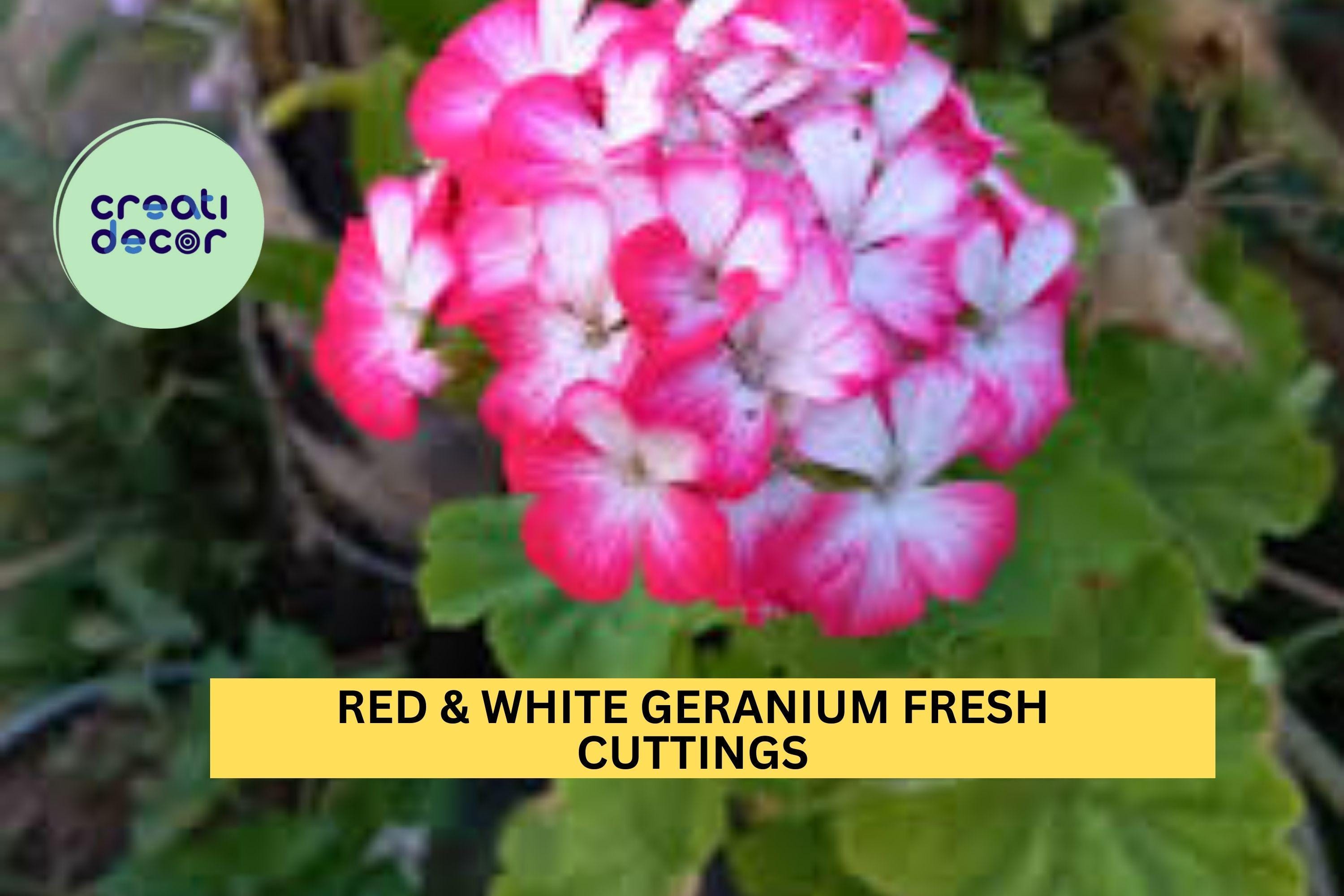 2 Rare Red & White Geranium Cuttings – 6" Starter Stems | Bicolor Pelargonium for Pots, Borders, or Garden Beds | Unrooted Cuttings