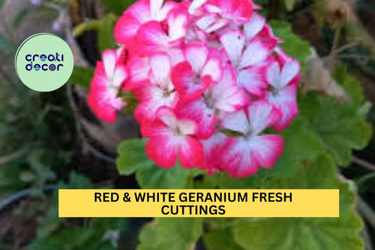2 Rare Red & White Geranium Cuttings – 6" Starter Stems | Bicolor Pelargonium for Pots, Borders, or Garden Beds | Unrooted Cuttings