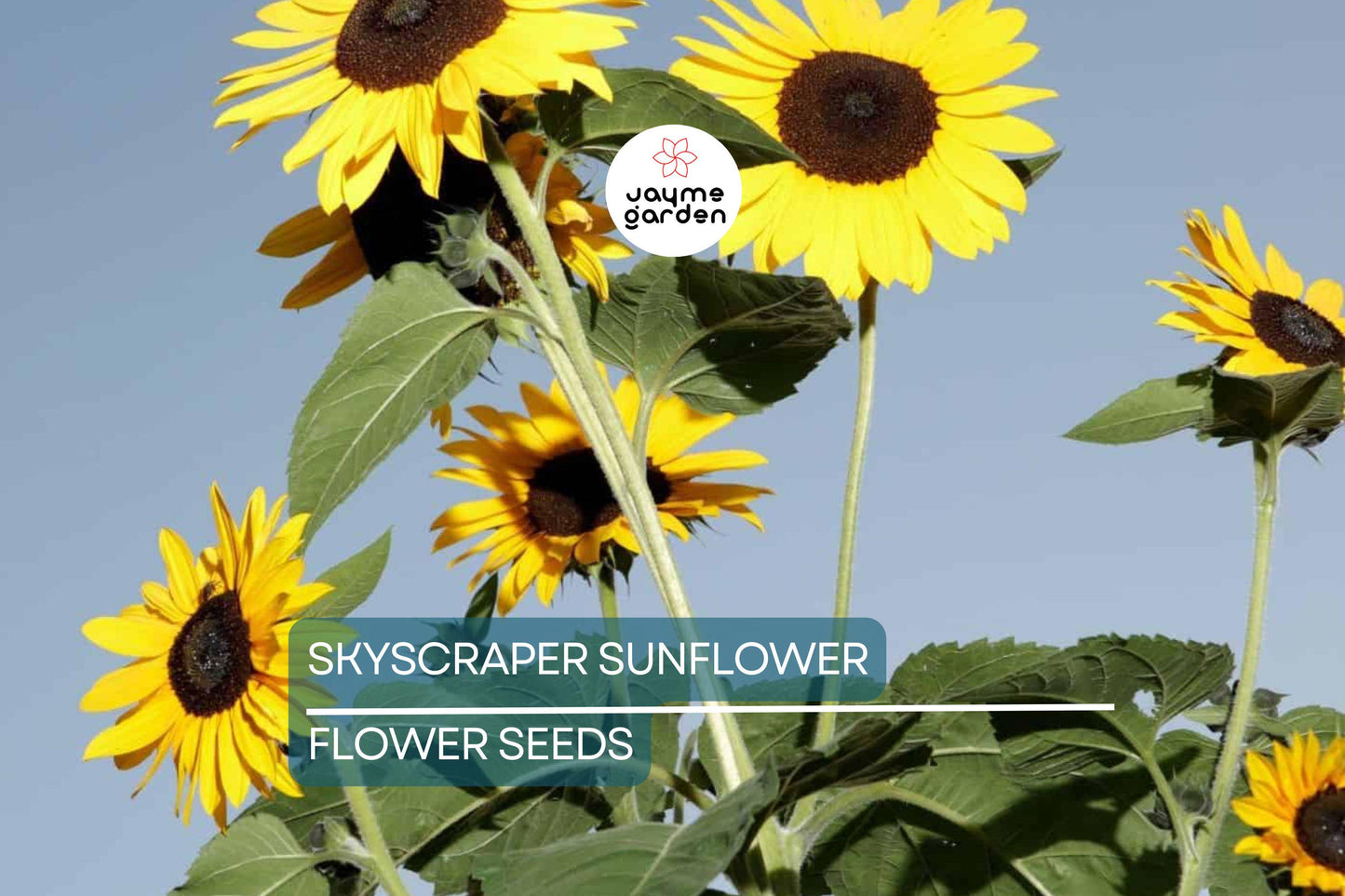 50 Skyscraper Sunflower Seeds – Heirloom, Non-GMO, Giant Blooms, USA Seller
