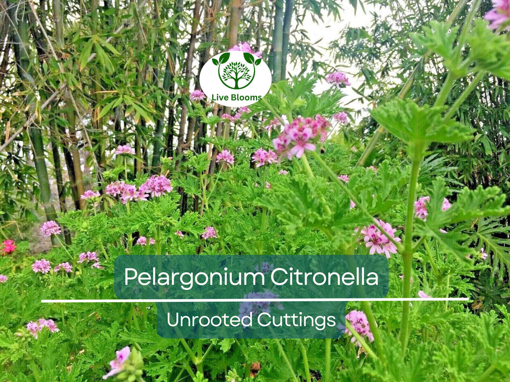 3 Pelargonium Citronella Lemon Scented Geranium Unrooted Cuttings, Pink Flowers, 3"-5", Natural Mosquito Repellent, Easy to Root Geranium