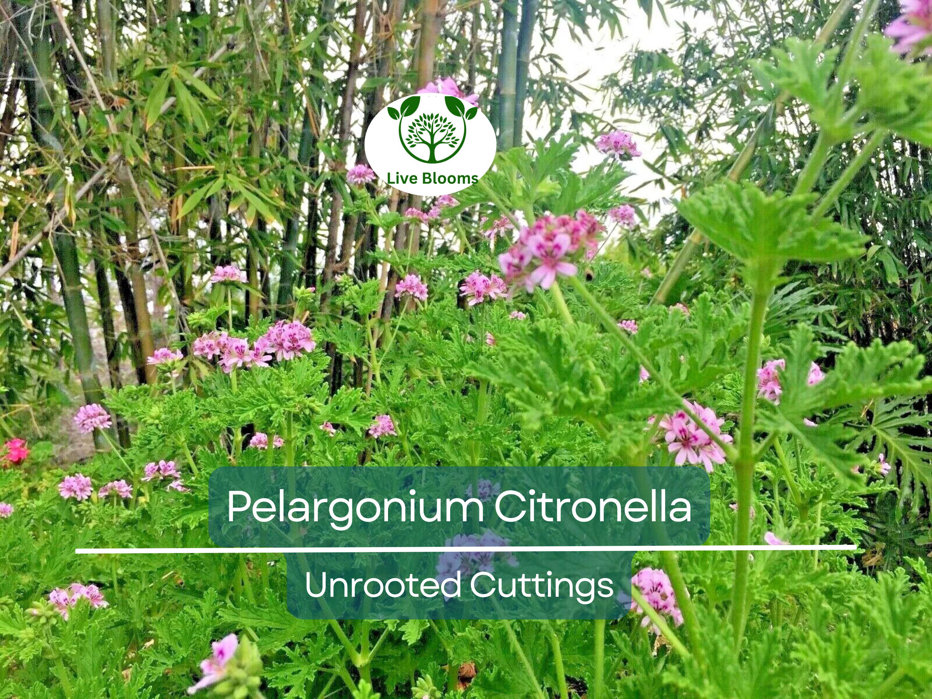 3 Pelargonium Citronella Lemon Scented Geranium Unrooted Cuttings, Pink Flowers, 3"-5", Natural Mosquito Repellent, Easy to Root Geranium