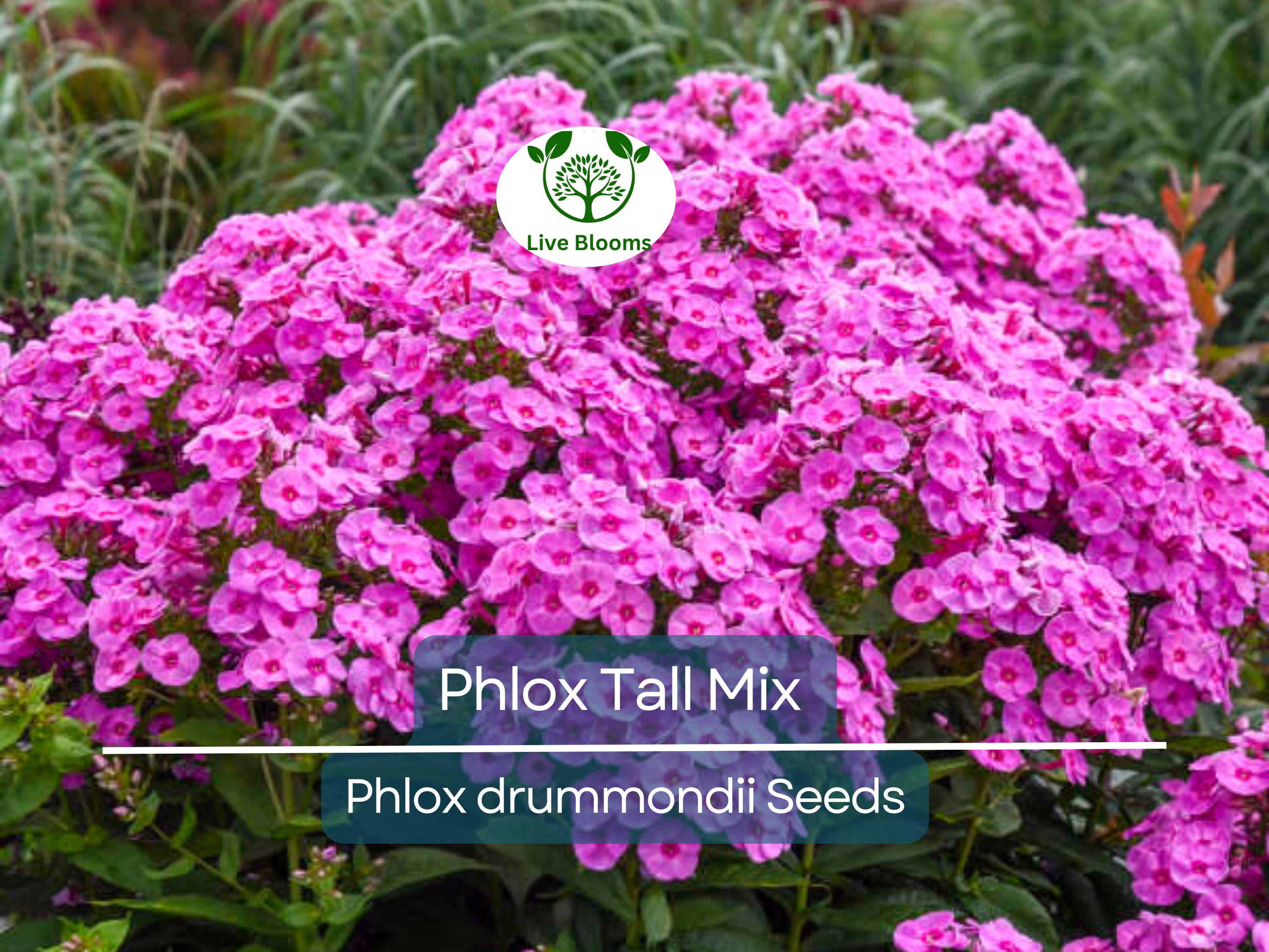 500 Seeds Phlox Tall Mix, Pink, White, Red Flowers, 18" Tall, Spring Blooms, Heirloom, Non-GMO, Perennial, Vibrant Garden Flowers