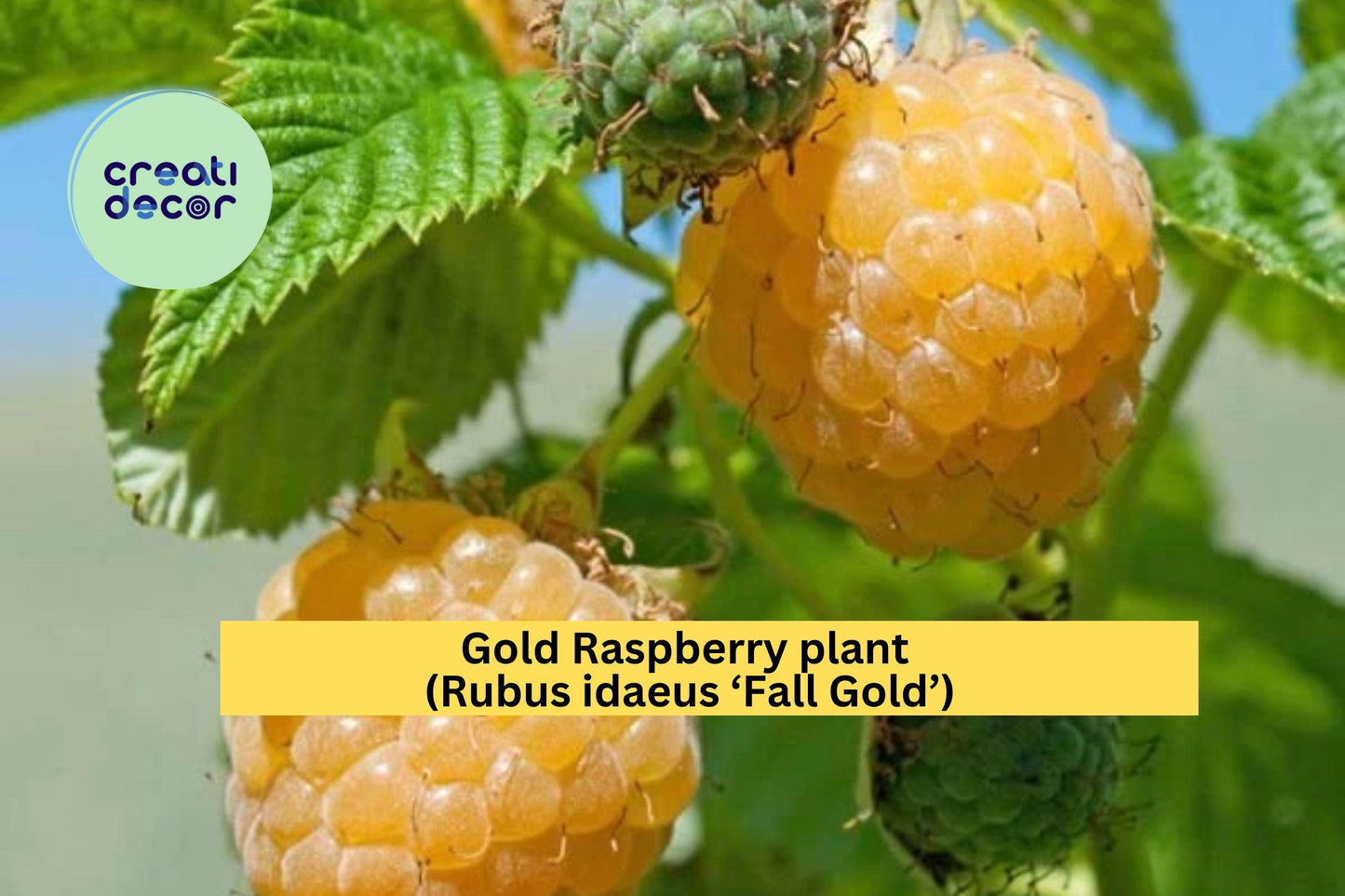 Fall Gold Raspberry Plant | Rubus idaeus ‘Fall Gold’ | 1 Live Rooted Perennial Berry Plant | Zones 3-8