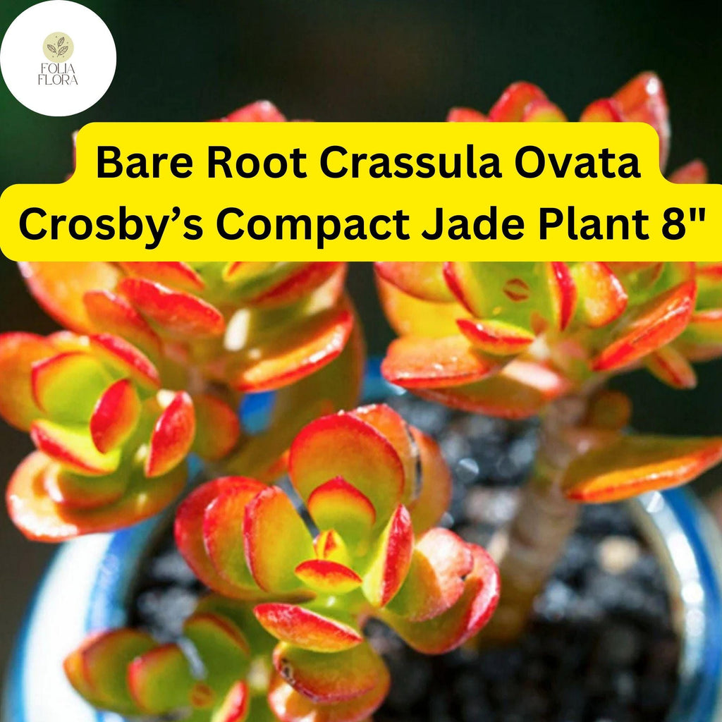 1 Bare Root Live Plant 8" Succulent Crassula Ovata ‘Crosby’s Compact’ Jade Plant | Dwarf Jade, Low-Maintenance, Indoor/Outdoor Houseplant