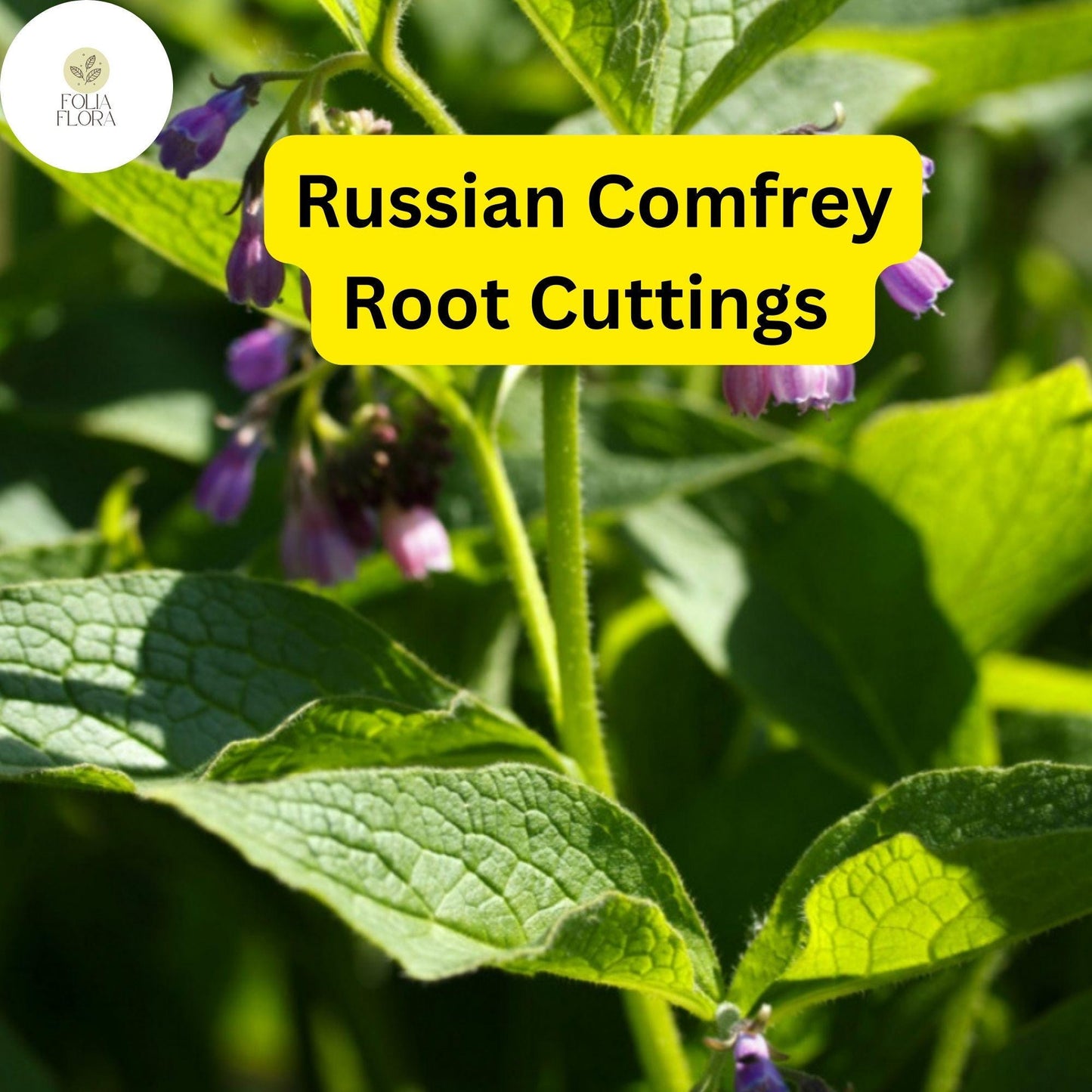Live Root Cuttings Russian Comfrey - Bocking 4 Cultivar - Perennial Garden Plant