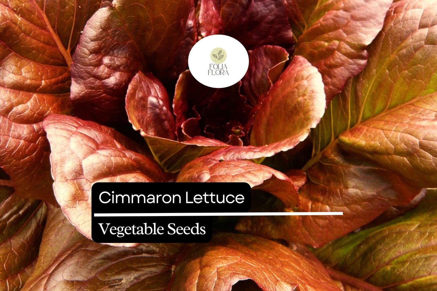 1000 Cimarron Lettuce Seeds – Lactuca sativa – Heirloom Romaine, Deep Red Leaves, Crisp Texture, Non-GMO, Heat-Tolerant, Easy to Grow