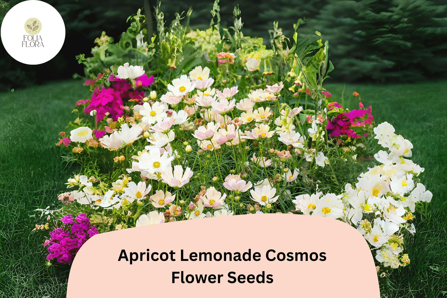 Cosmos bipinnatus Apricot Lemonade Seeds – 200+ Pastel Blooms for Garden & Cut Flowers