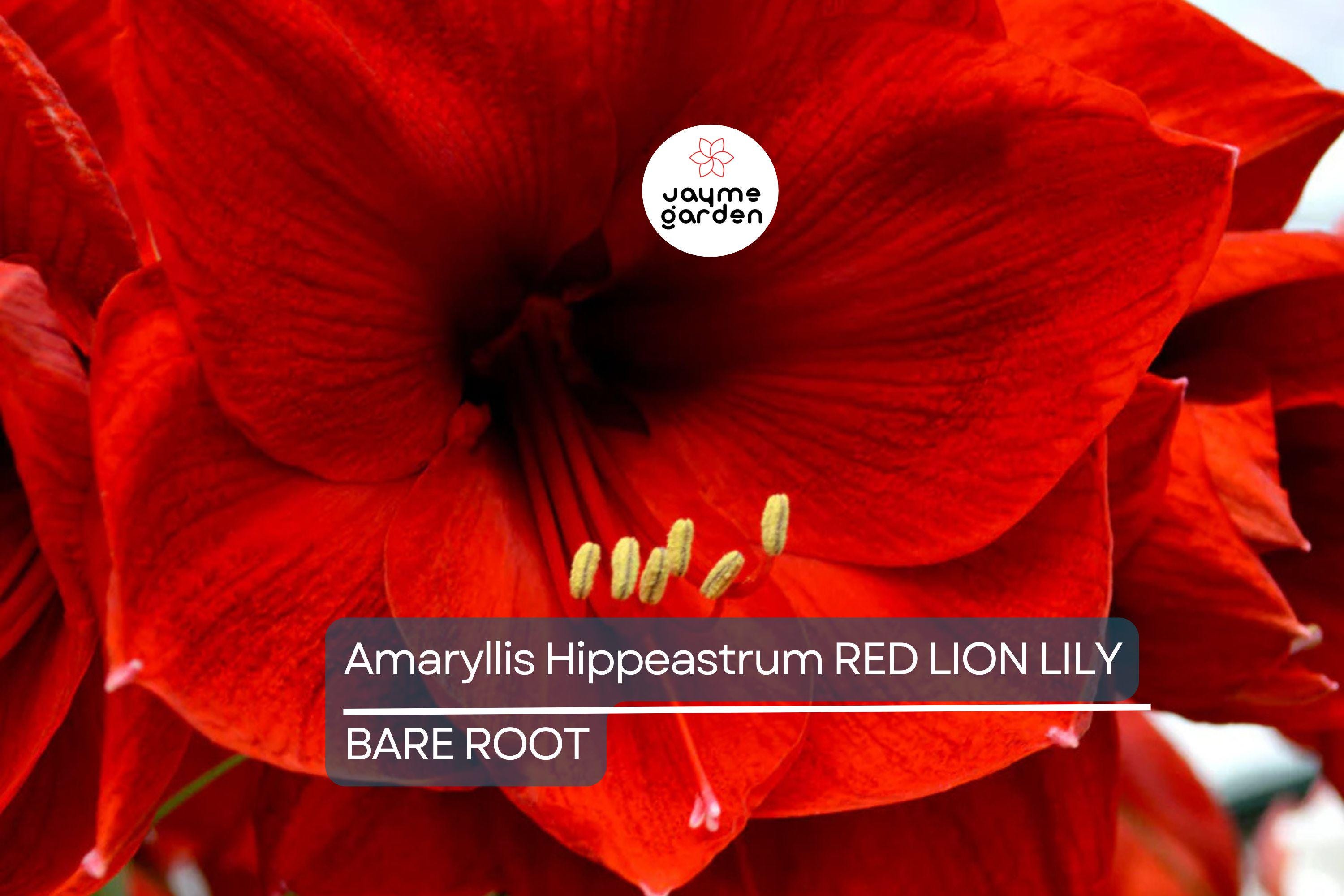 Amaryllis Red Lion Bulb - Award-Winning Large Red Blooms, 24" Tall, Holiday Gift, USDA Zones 8-11, Easy to Grow Indoors or Outdoors