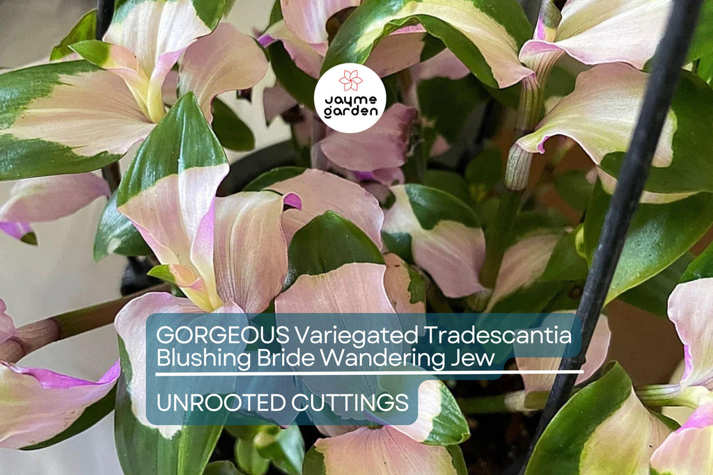 3 Variegated Tradescantia Blushing Bride Cuttings | Gorgeous Wandering Jew | Easy to Grow | Colorful Foliage