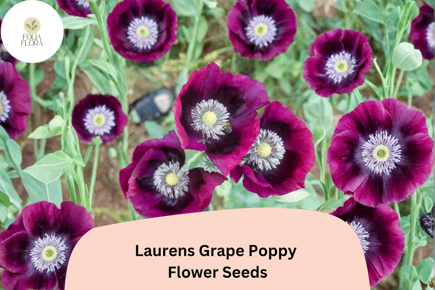 200+ Lauren’s Grape Poppy Seeds for Garden Planting – Deep Purple Blooms, Easy to Grow Annual Flowers