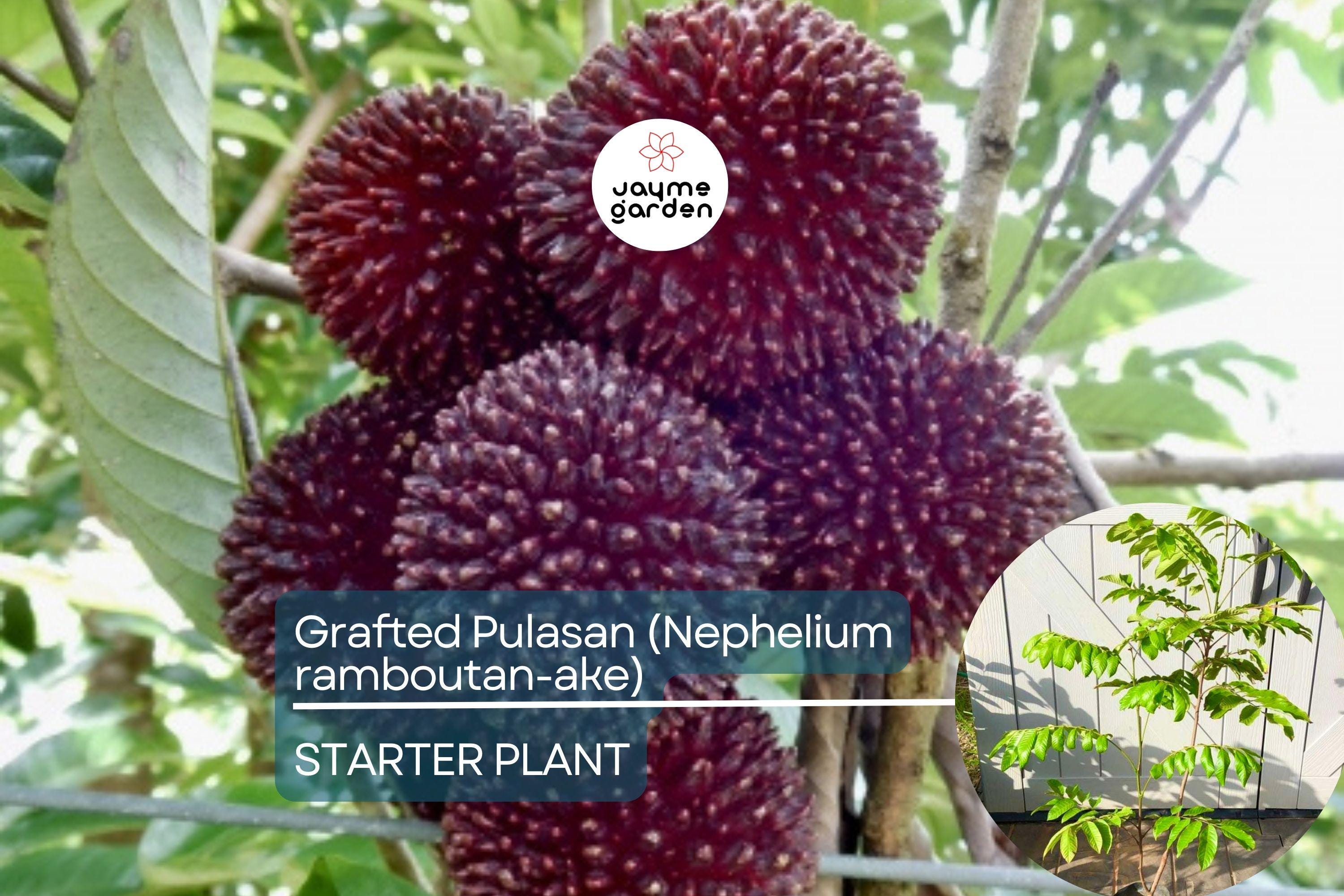 Grafted Pulasan Tree Exotic Tropical Fruit Tree 24"-36" | Nephelium Ramboutan-Ake Starter Plant | Sweet, Juicy Fruit | Fast Fruiting