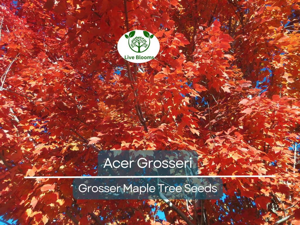 10 Seeds Acer Grosseri (Grosser Maple) for Planting - Unique Hardy Tree, Perfect for Bonsai, Gardens & Landscaping - Rare, Exotic Tree Seeds