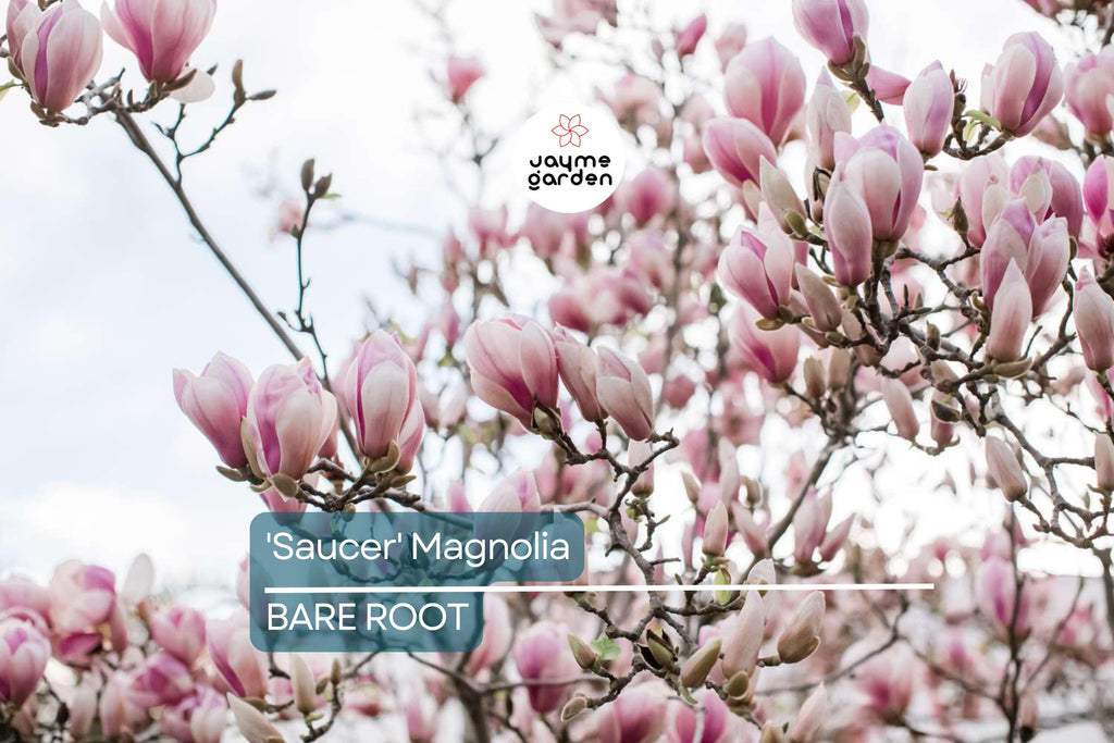1 'Saucer' Magnolia Sapling | Dormant 6-12" Bare Root Flowering Tree | Pink Spring Blooms