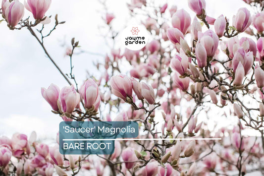 1 'Saucer' Magnolia Sapling | Dormant 6-12" Bare Root Flowering Tree | Pink Spring Blooms
