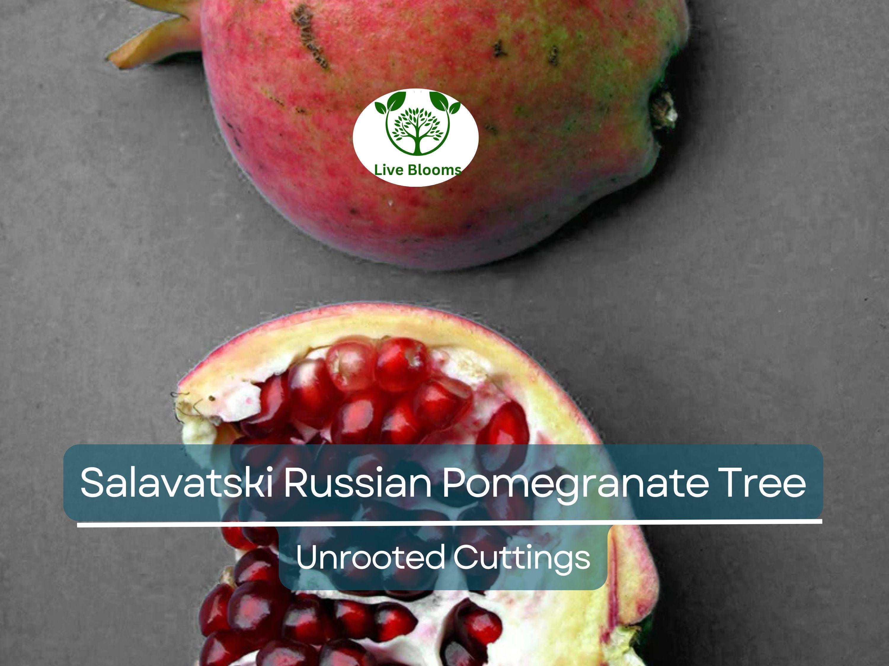 3 Salavatski Russian Pomegranate Tree Unrooted Cuttings (Punica granatum) 10 inches – Hardy, Cold-Tolerant Variety