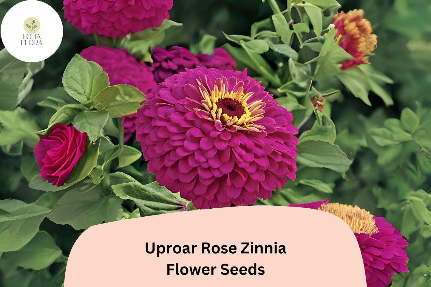 100+ Uproar Rose Zinnia Seeds – Large Pink Rose Blooms for Garden Planting, Borders & Cut Flower Bouquets