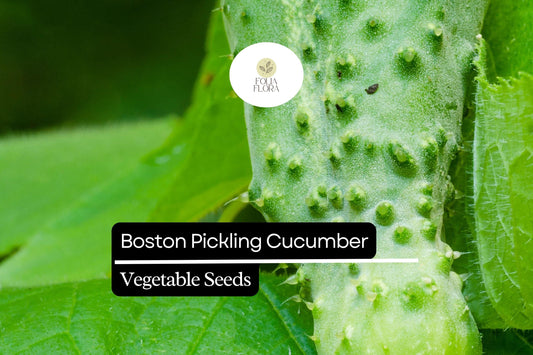 25+ Boston Pickling Cucumber Seeds | Heirloom Variety | Crisp Small Cucumbers | Non-GMO Easy Garden Planting