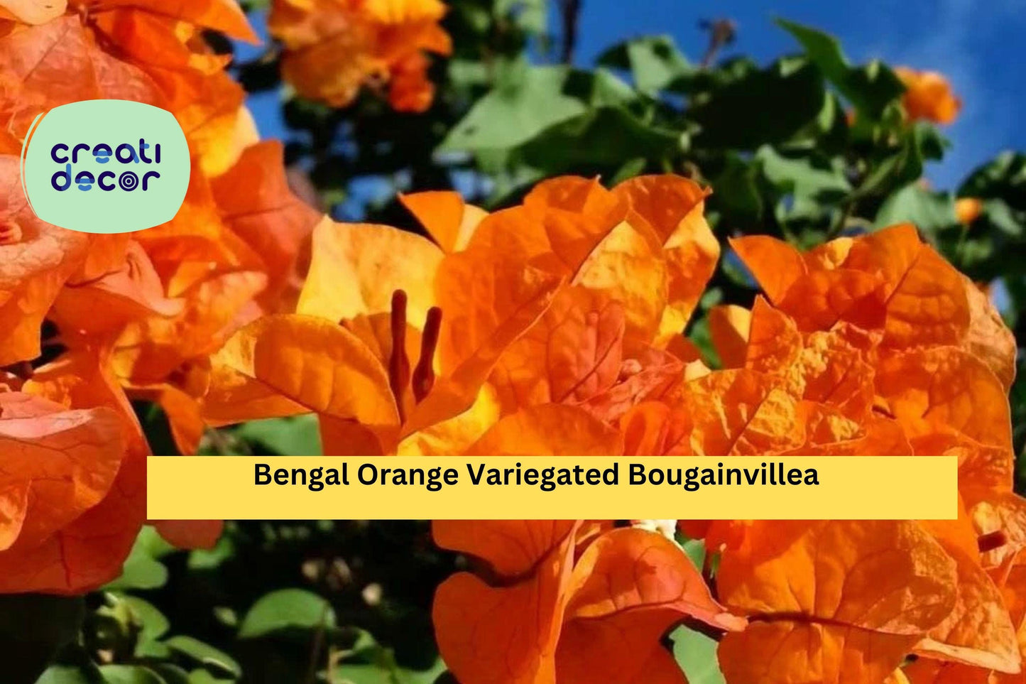 Bengal Orange Variegated Bougainvillea | Live Rooted Starter Plug Plant | Tropical Flowering Vine for Trellis, Fence, Containers