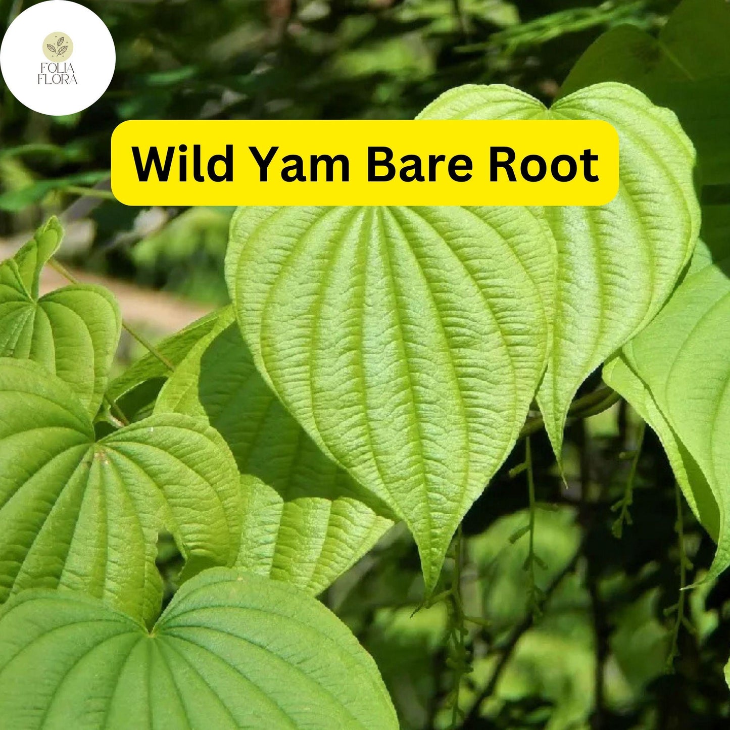 10 Bare Root Wild Yam Plants, Perennial Vine, Dioscorea villosa, Organic Wildflower Bulbs for Gardens
