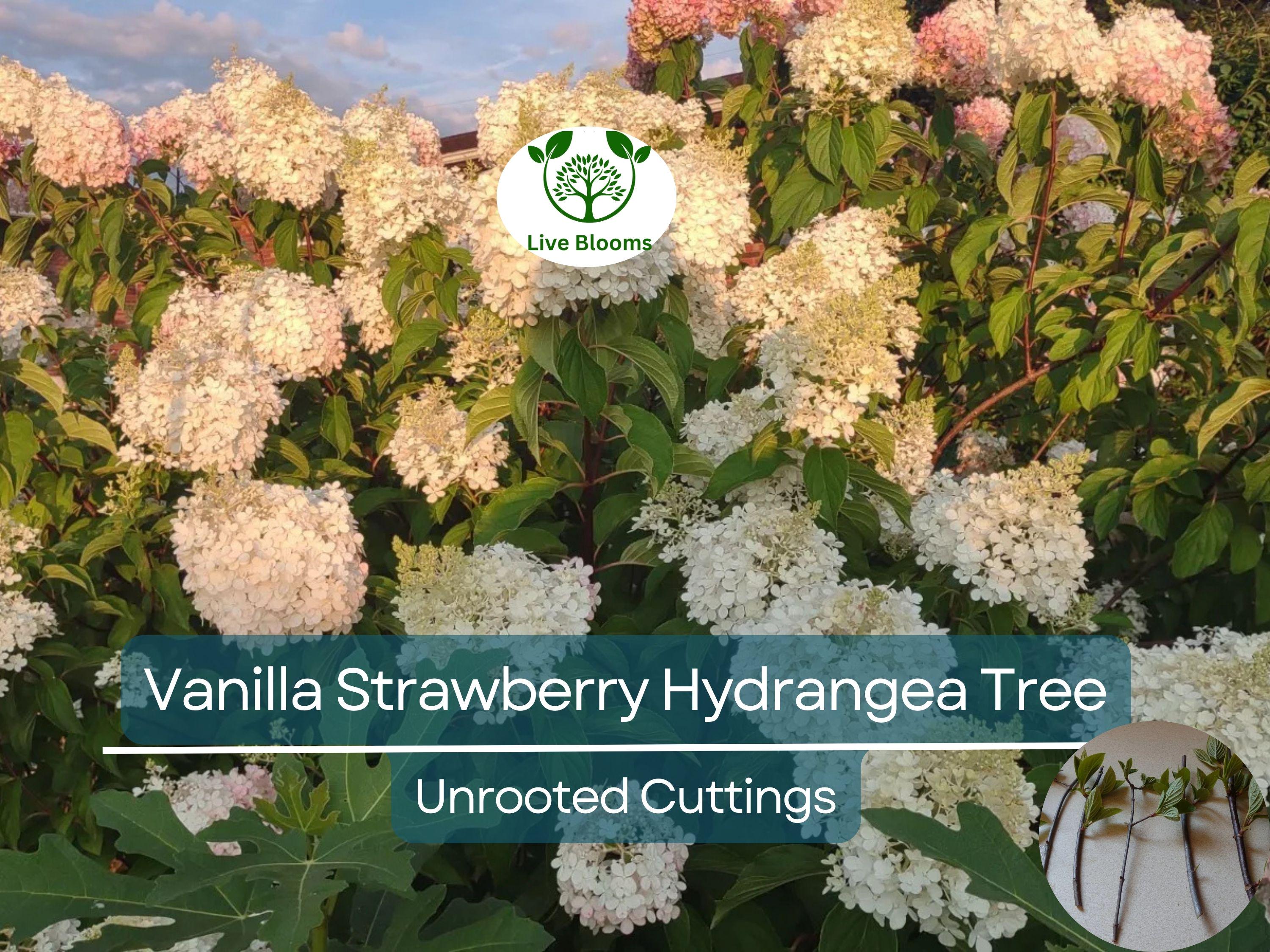 5 Fresh Unrooted Cuttings 4-7" Vanilla Strawberry Hydrangea Bush Tree - Hydrangea paniculata, Stunning Perennial, Ornamental Garden Shrub