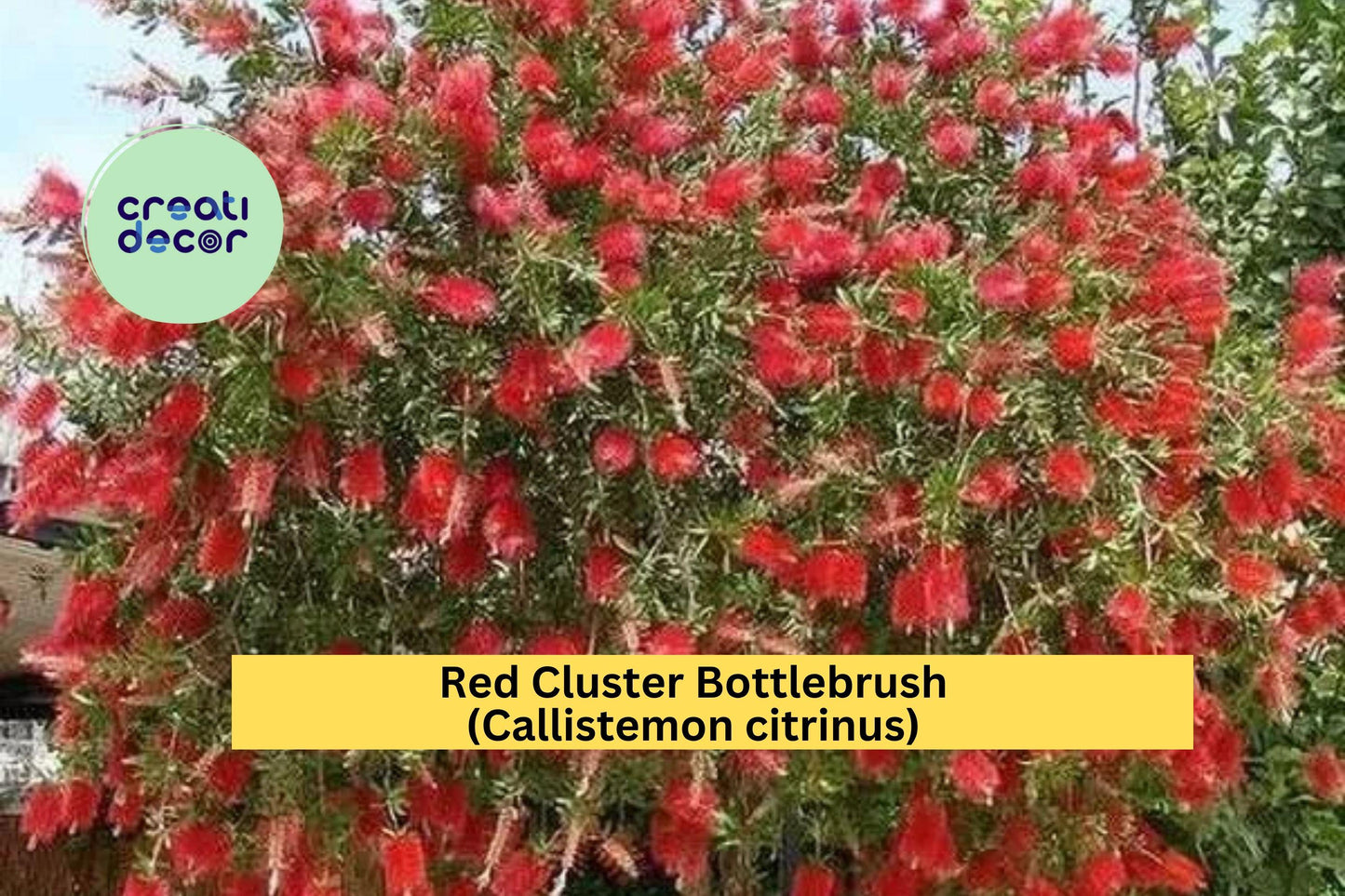 Red Cluster Bottlebrush (Callistemon citrinus) – Live Rooted Starter Plant – Hardy Shrub with Bright Red Blooms