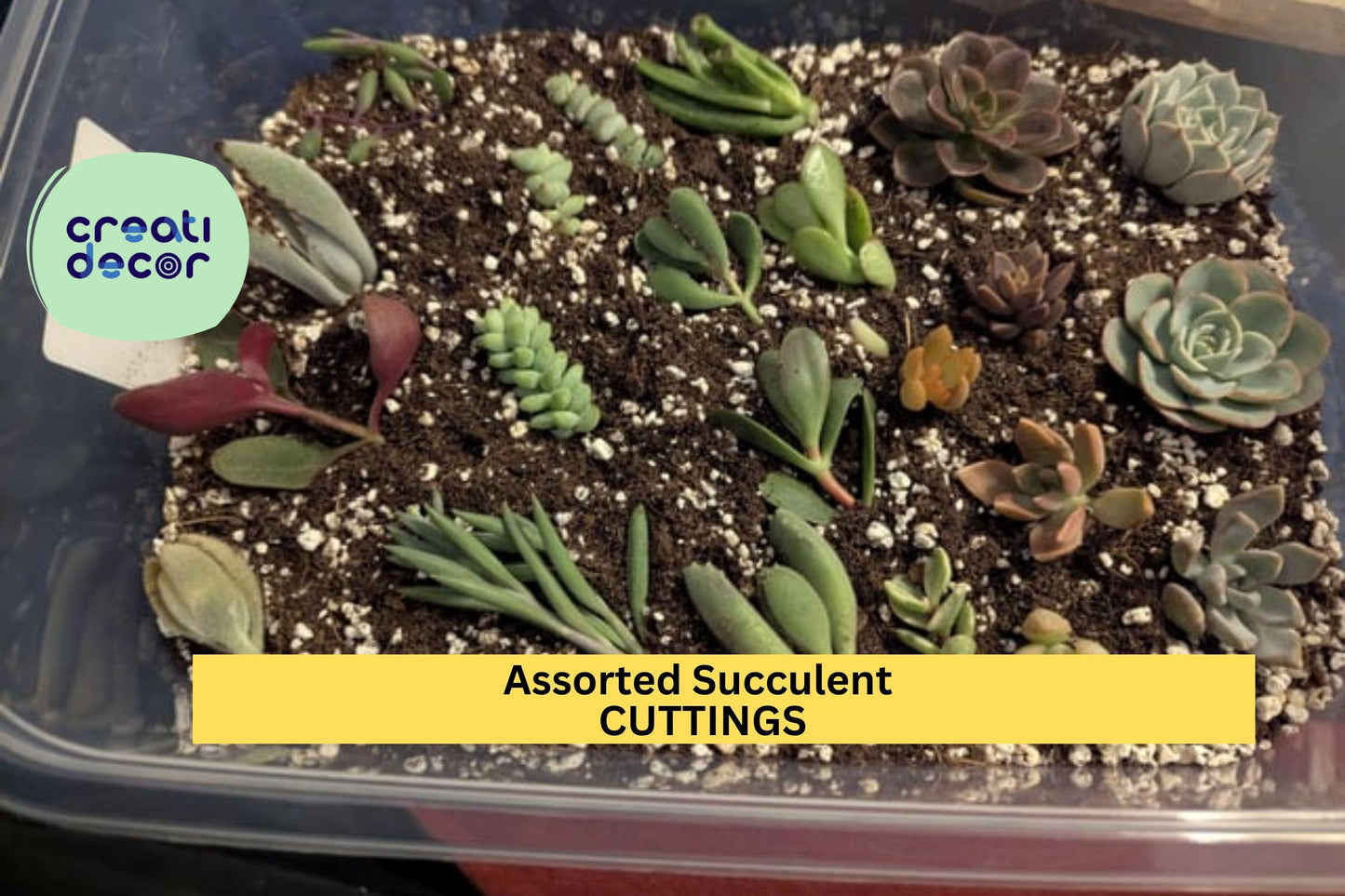 15 Assorted Succulent Cuttings | No Repeats | Unrooted Starter Set | Ready to Plant | Rare Mix for Garden, Crafts, Arrangements