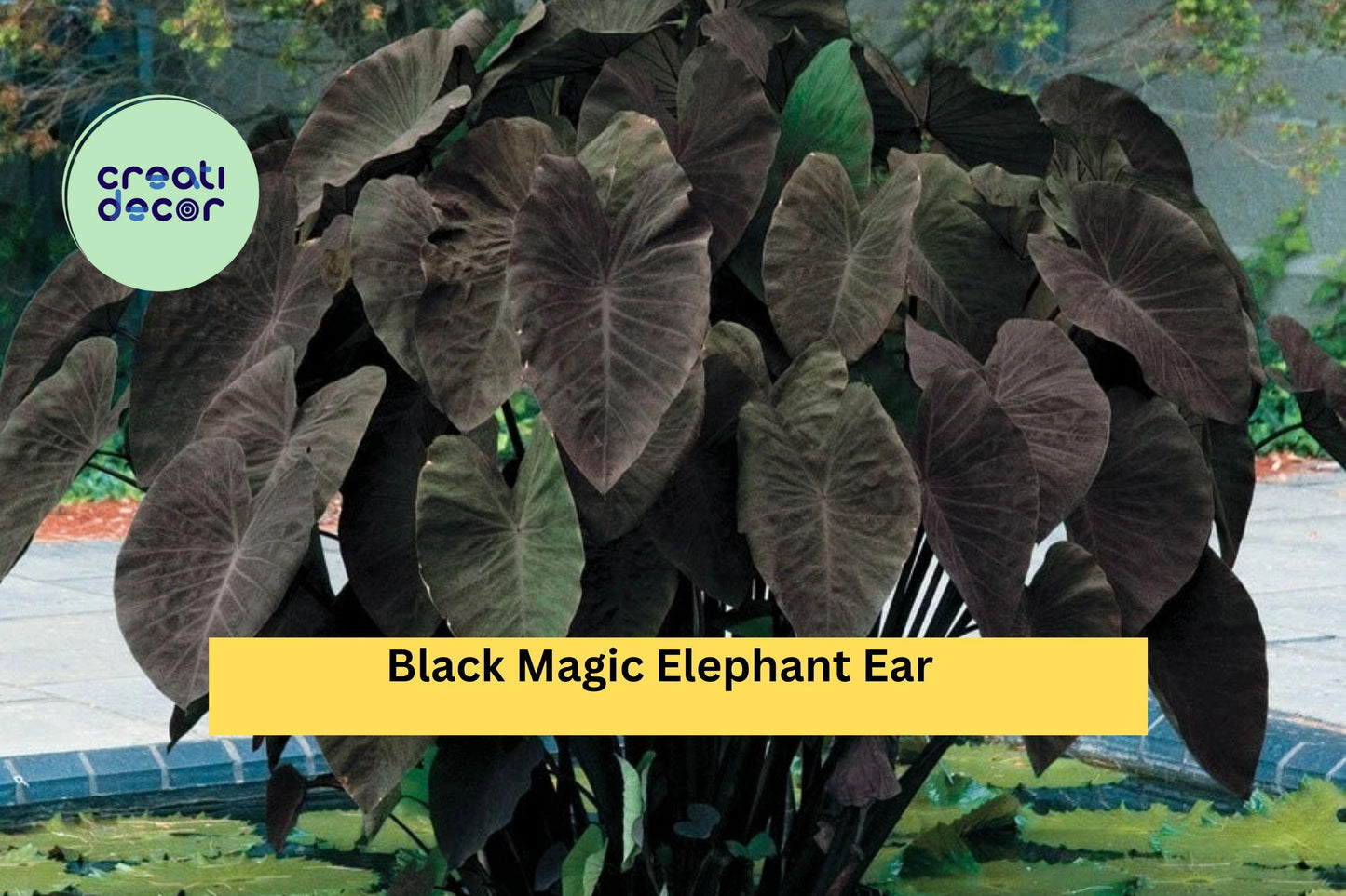 Black Magic Elephant Ear – Colocasia esculenta – Live Small Rooted Starter Plant, Tropical Foliage for Garden & Patio