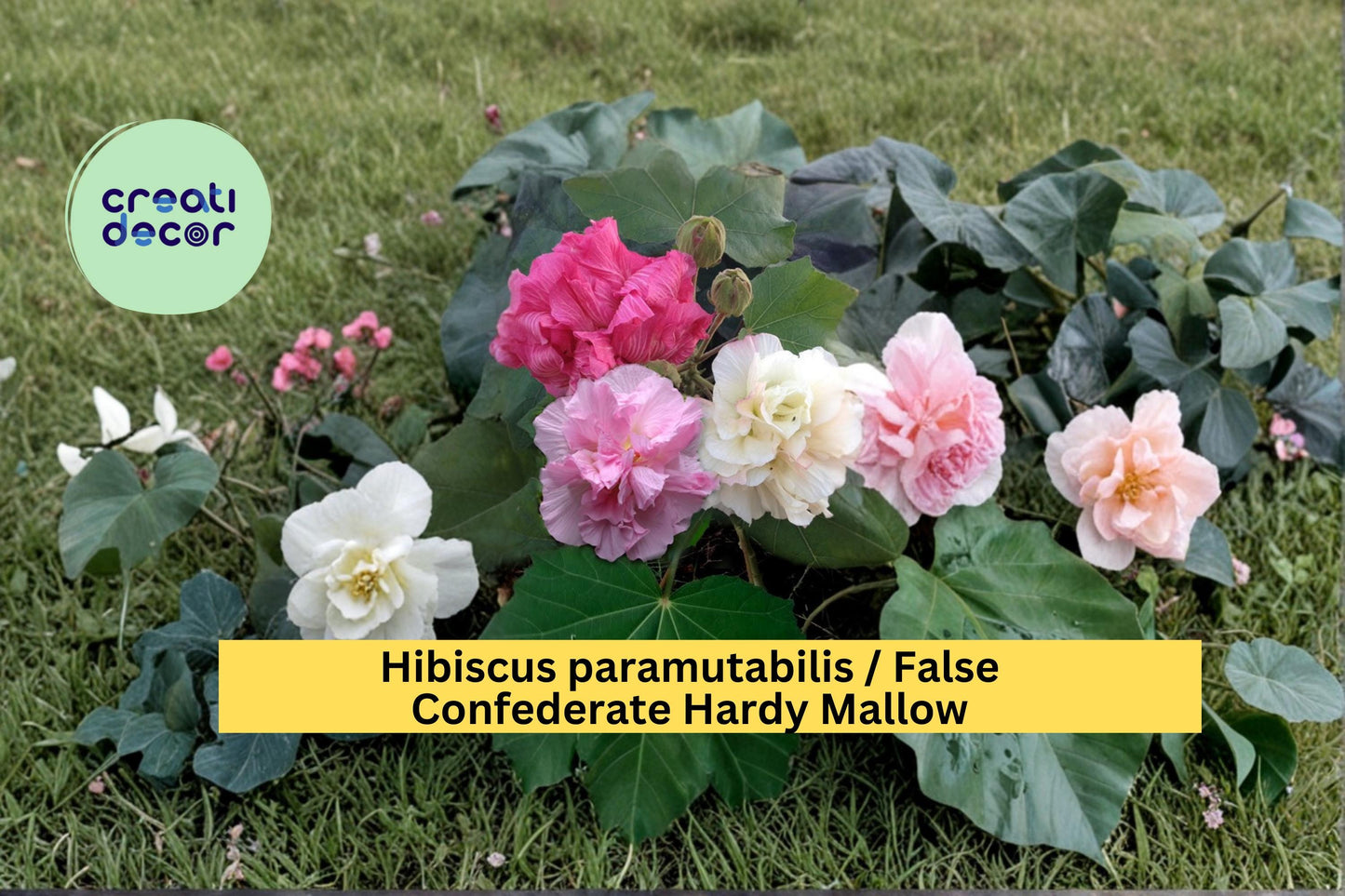False Confederate Rose Seeds Hibiscus paramutabilis 10 Count Hardy Hibiscus Flower Garden Shrub Seeds