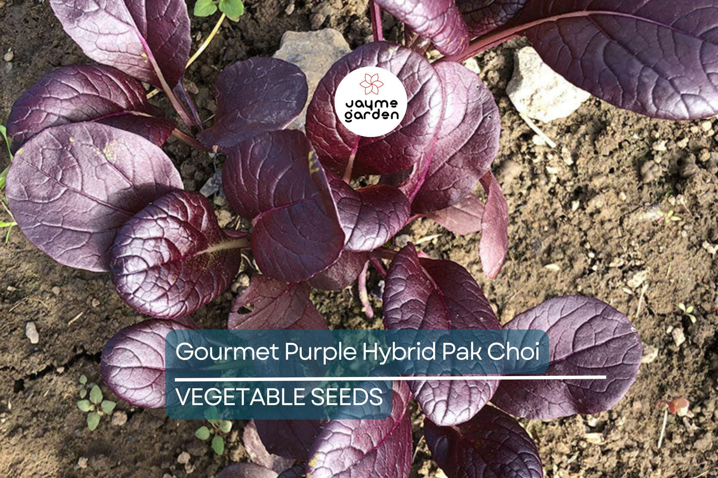 300 Gourmet Purple Hybrid Pak Choi Seeds - Bok Choi (Brassica rapa Chinensis), 6-12" Tall, Free Shipping
